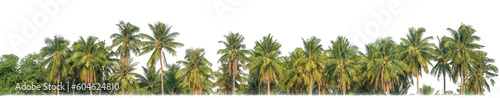 Palm trees in summer on transparent  background with clipping path and alpha channel..