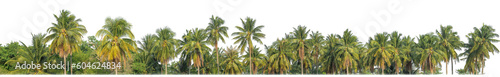 Palm trees in summer on transparent  background with clipping path and alpha channel.