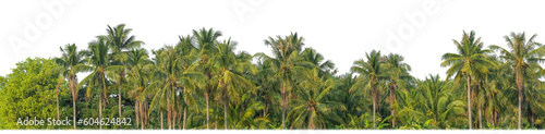 Palm trees in summer on transparent  background with clipping path and alpha channel.