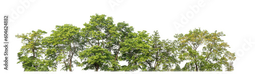 Green trees isolated on transparent background.are Forest and foliage in summer for both printing and web pageswith cut path and alpha channel. photo