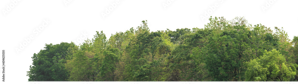 Green trees isolated on transparent background.are Forest and foliage in summer for both printing and web pageswith cut path and alpha channel.