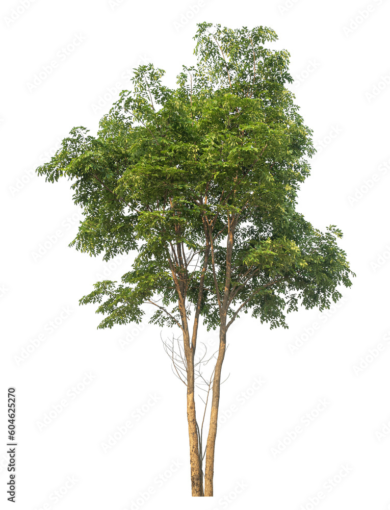 Fototapeta premium Green tree isolated on transparent background with clipping path and alpha channel.