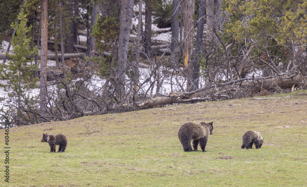 Grizzly Bear Sow and Cubs in Springtime Grizzly Bear Sow and Cubs in Springtime