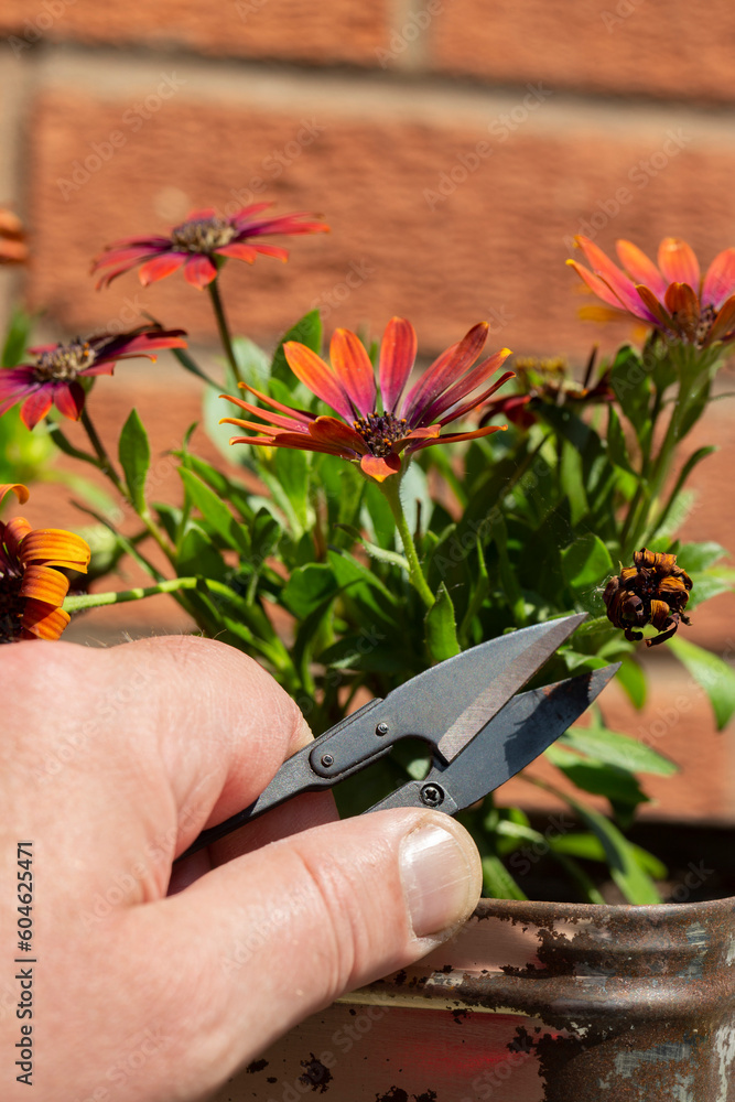 Cutting deadheading Osteospermum flower plants with a metal garden
