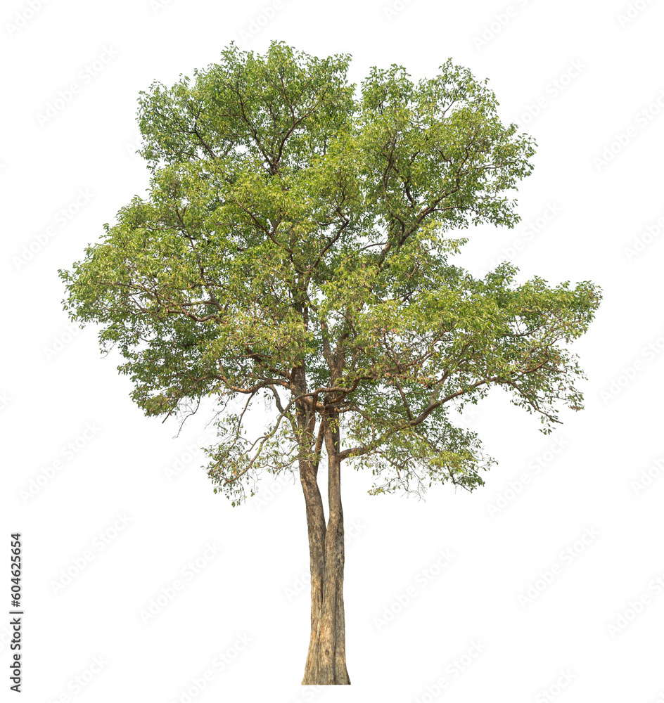 Fototapeta premium Green tree isolated on transparent background with clipping path and alpha channel.