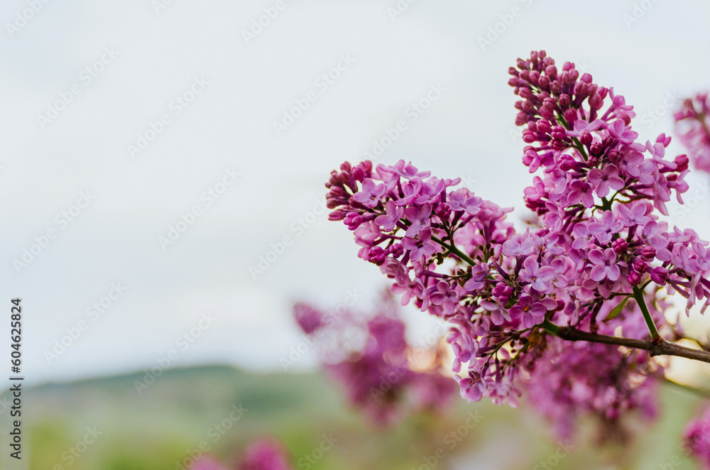 Close up lilac flowers in spring with copy space Close up lilac flowers in spring with copy space
