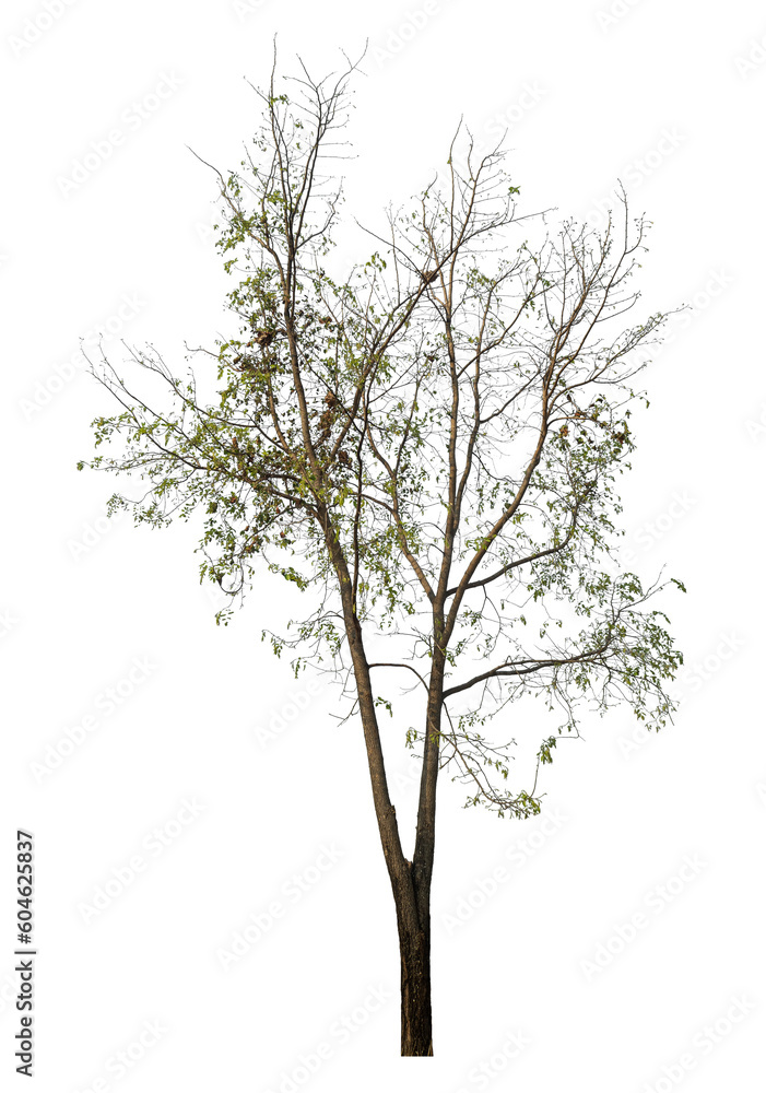 Obraz premium tree isolated on transparent background with clipping path and alpha channel.