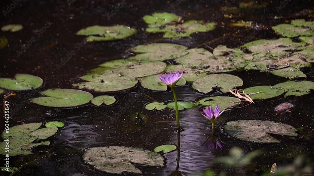Blue purple Lotus flowers blooming in a pond. Leaves are floating in scattered manner. Blue purple Lotus flowers blooming in a pond. Leaves are floating in scattered manner.