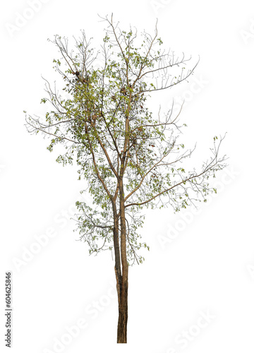 tree isolated on transparent background with clipping path and alpha channel.