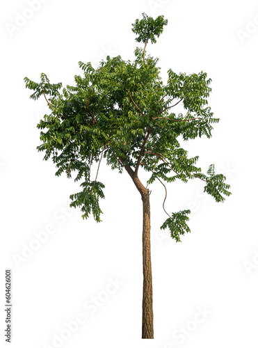 Green tree isolated on transparent background with clipping path and alpha channel.