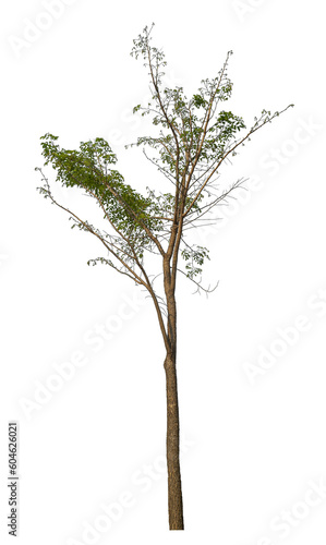 Green tree isolated on transparent background with clipping path and alpha channel.