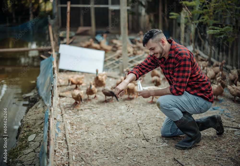 The livestock farm worker joyfully feeds the ducks. Identifying diseases in poultry farms, including diagnostic testing and close observation of duck behavior. Ensuring proper hygiene procedures The livestock farm worker joyfully feeds the ducks. Identifying diseases in poultry farms, including diagnostic testing and close observation of duck behavior. Ensuring proper hygiene procedures