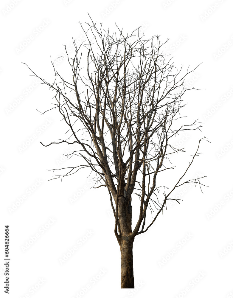 Obraz premium dead tree isolated on transparent background with clipping path and alpha channel.