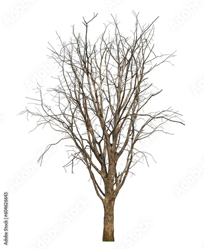 dead tree isolated on transparent background with clipping path and alpha channel..