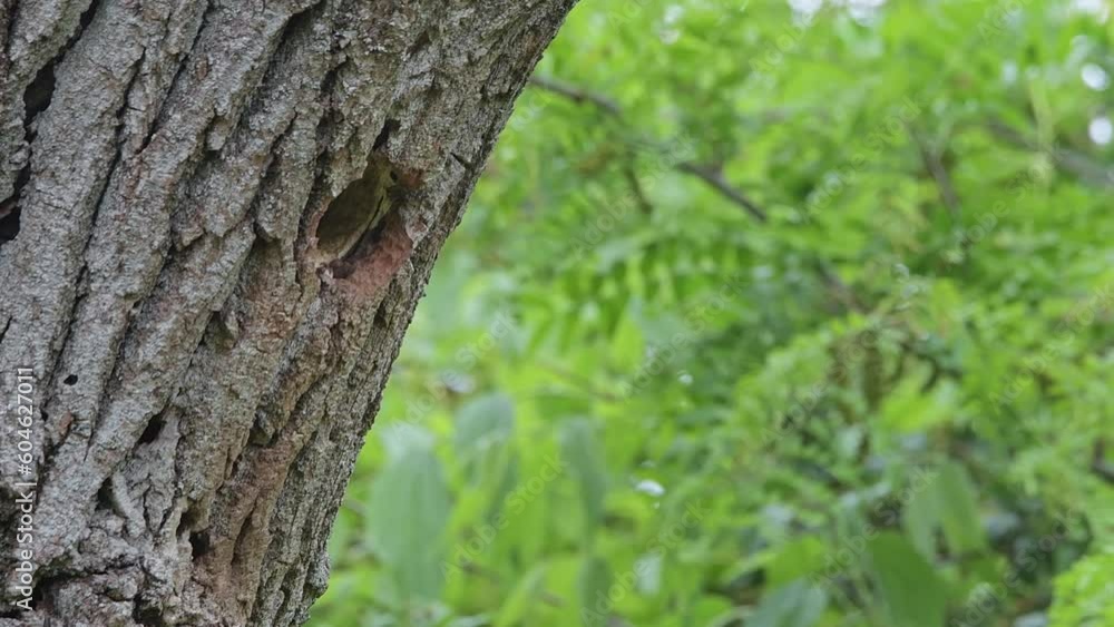 Green woodpecker flies out of the nest (Picus virdis) Green woodpecker flies out of the nest (Picus virdis)