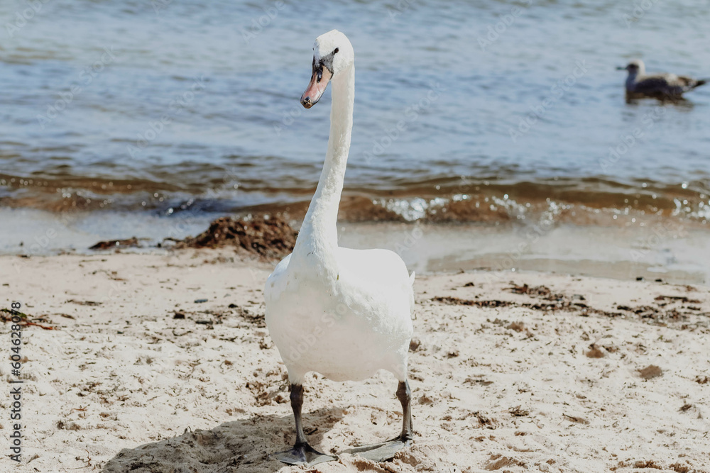 Fototapeta premium Swans on the Baltic Sea in Gdansk