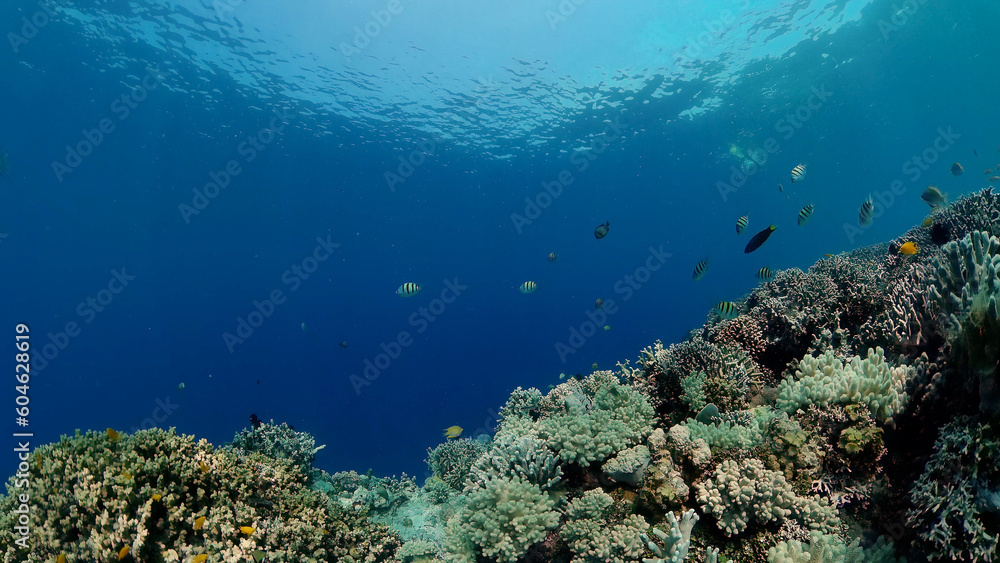 Fototapeta premium Tropical coral reef seascape with fishes, hard and soft corals.