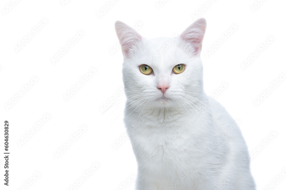 Portrait of a white cat looking at the camera, the cat has a serious expression, his eyes contrast a lot with the background. isolated studio photo.