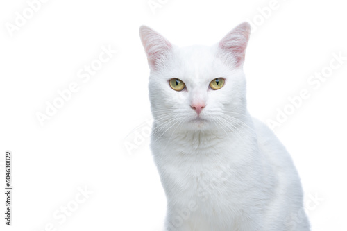 Portrait of a white cat looking at the camera, the cat has a serious expression, his eyes contrast a lot with the background. isolated studio photo.