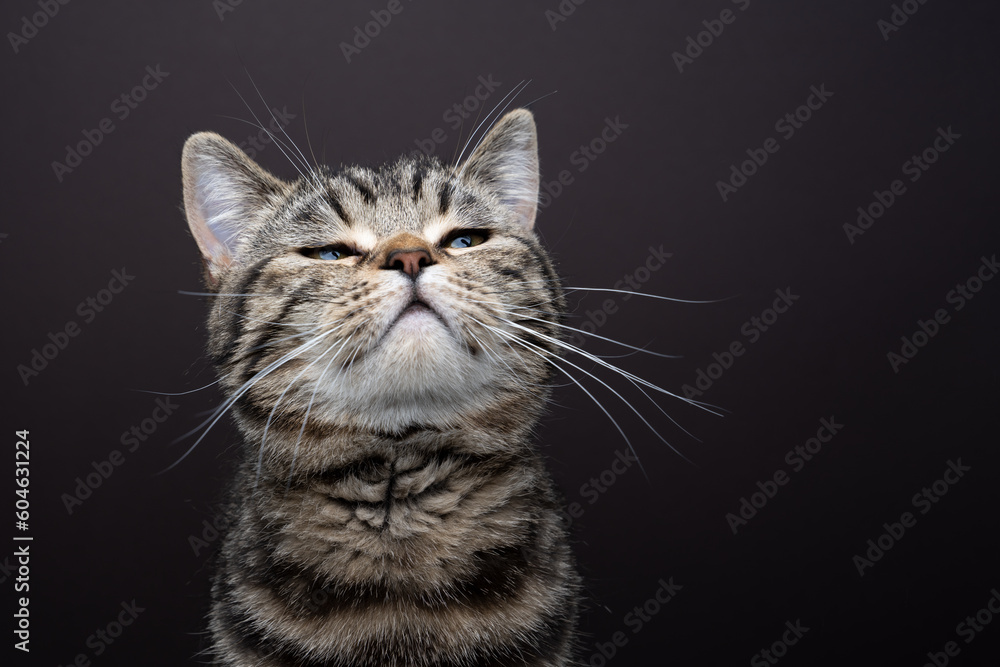 tabby cat lifting head sniffing a scent in the air. studio shot on brown background with copy space