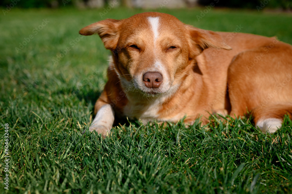 Close-up red-haired dog sleeping on green grass. lies on a grassy lawn. Beautiful stray dog curled up
