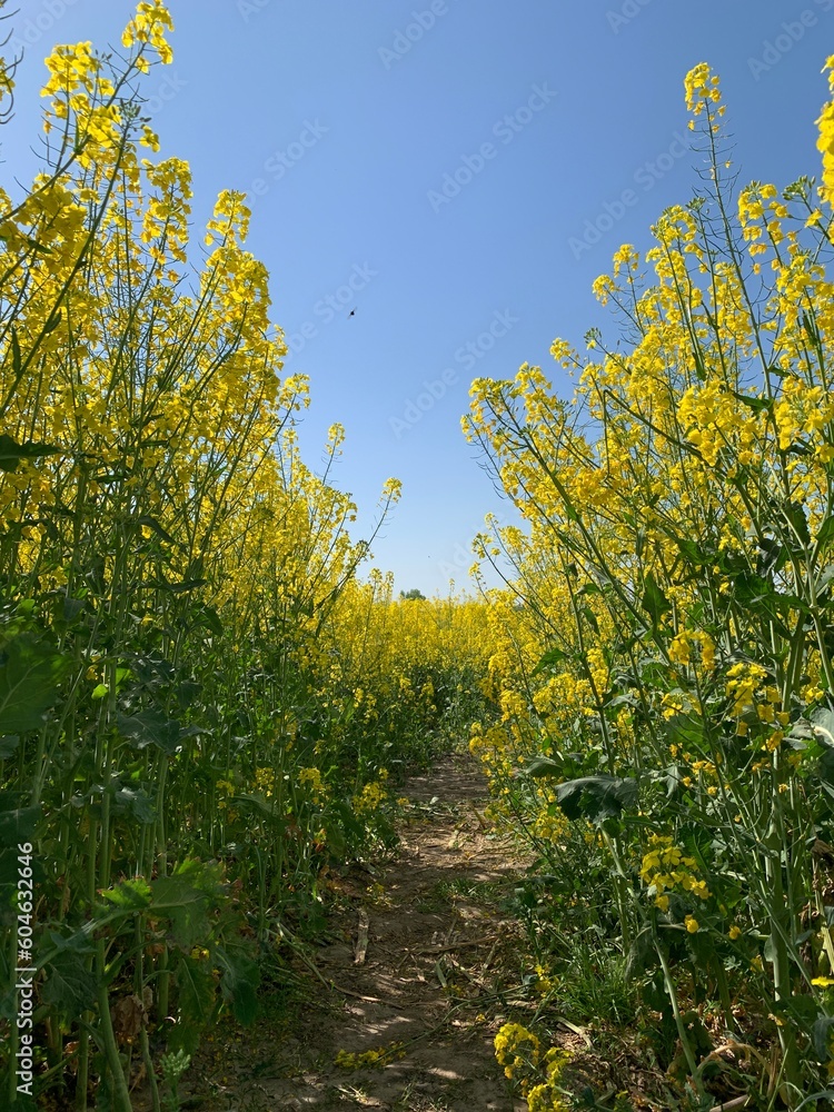 Obraz premium A field of bright yellow blooming rapeseed. Concept: agronomy, harvest, flowering season. Background texture: yellow rapeseed field and blue sky.