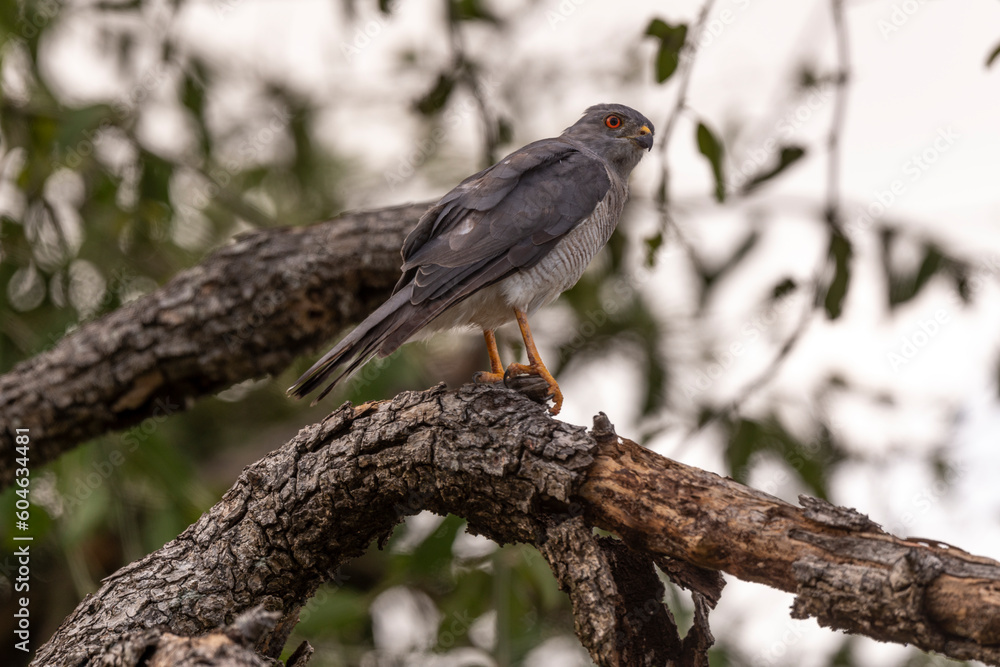 Epervier shikra,.Accipiter badius, Shikra Epervier shikra,.Accipiter badius, Shikra