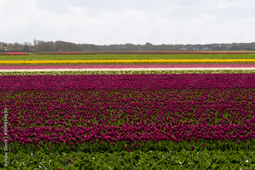 champ, Tulipe, Ile Texel, Pays Bas