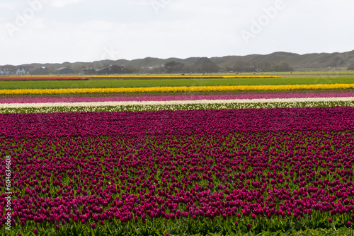 Wallpaper Mural champ, Tulipe, Ile Texel, Pays Bas Torontodigital.ca