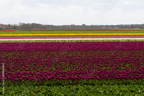 champ, Tulipe, Ile Texel, Pays Bas © JAG IMAGES