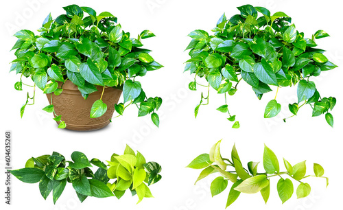 観葉植物ポトスの切抜き素材（背景透過）