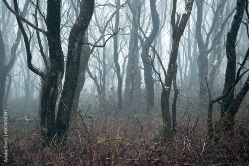 A spooky forest. With trees silhouetted against fog. On a scary winters day.