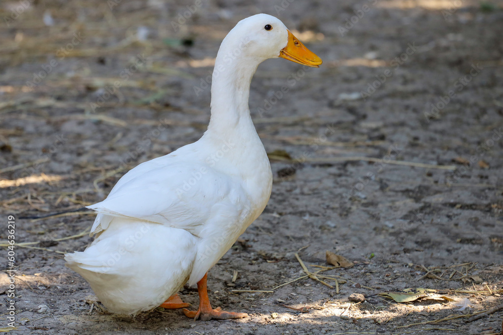 The white duck in summer at farm thailand The white duck in summer at farm thailand