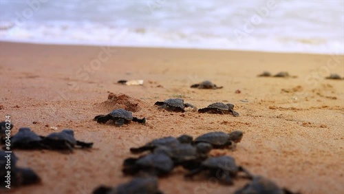 Olive Ridley turtle hatchlings crawling on sand of sea beach towards the ocean