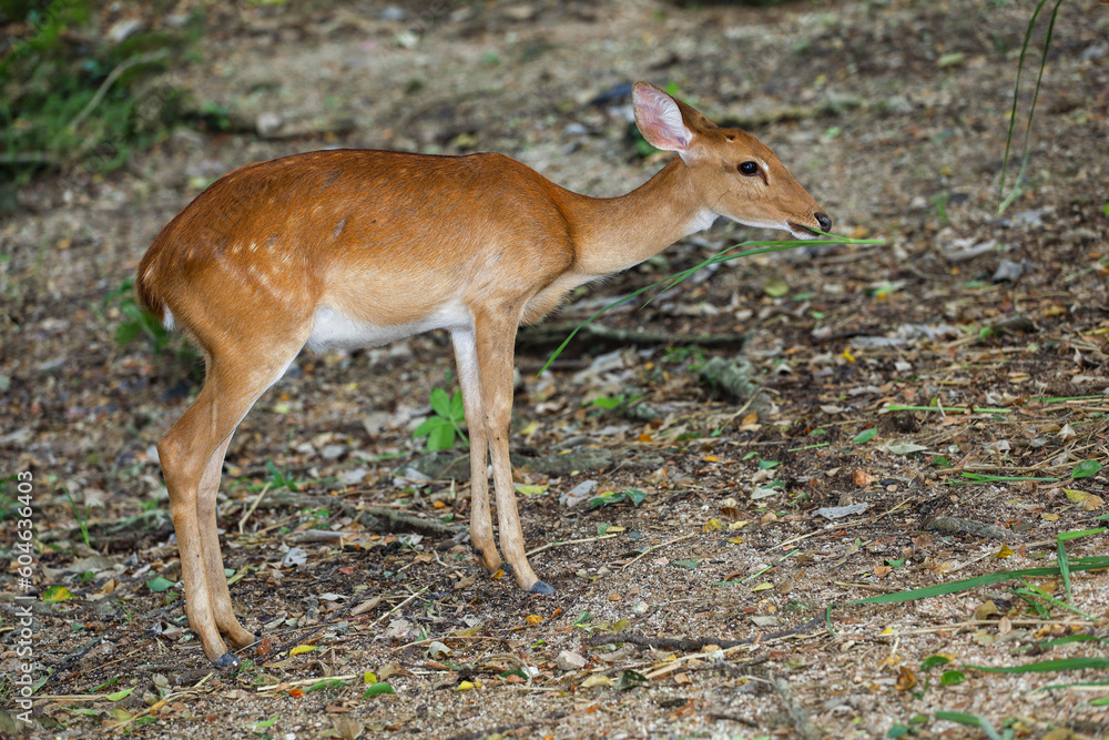 The female deer in garden at thailand The female deer in garden at thailand