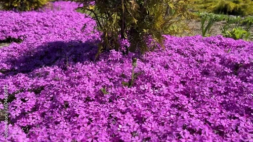 pink phlox flowers cover the ground like a carpet in the park in spring
