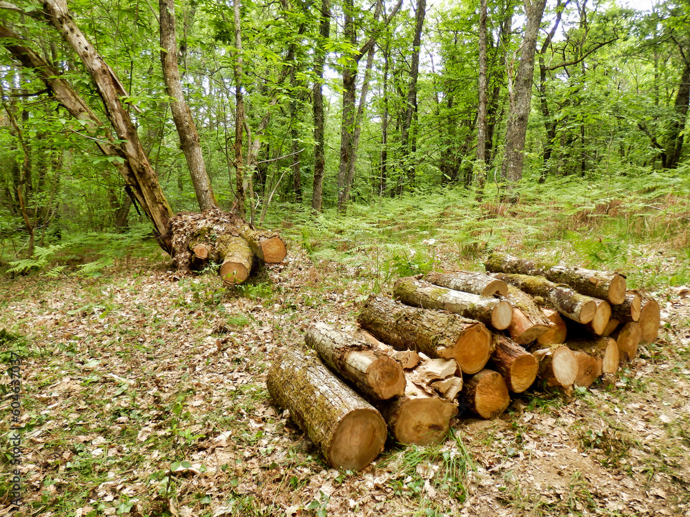 Log pile of sweet chestnut logs in a woodland clearing
Log pile of sweet chestnut logs in a woodland clearing
