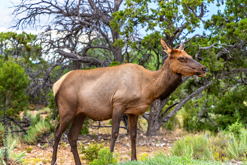 Deer at Grand Canyon National Park