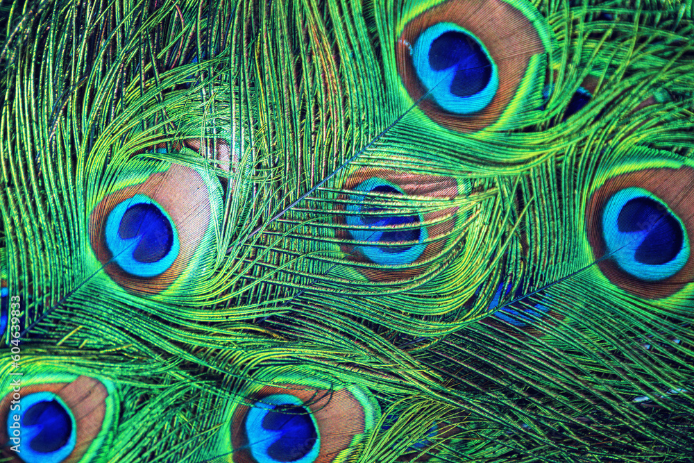 Obraz premium beautiful peacock feathers close up from above