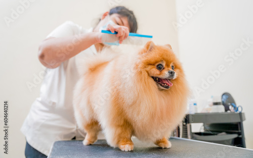 Groomer with protective face masks cutting Pomeranian dog at grooming salon.