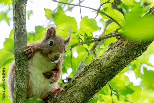 squirrel on a tree © tzuky333