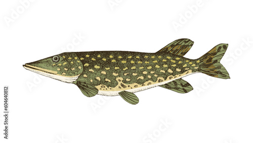 The northern pike, also known as simply pike.