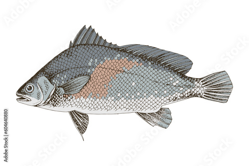 Predatory freshwater drum. Fresh water fish