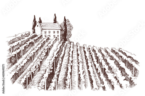 Hand drawn rustic vineyard landscape