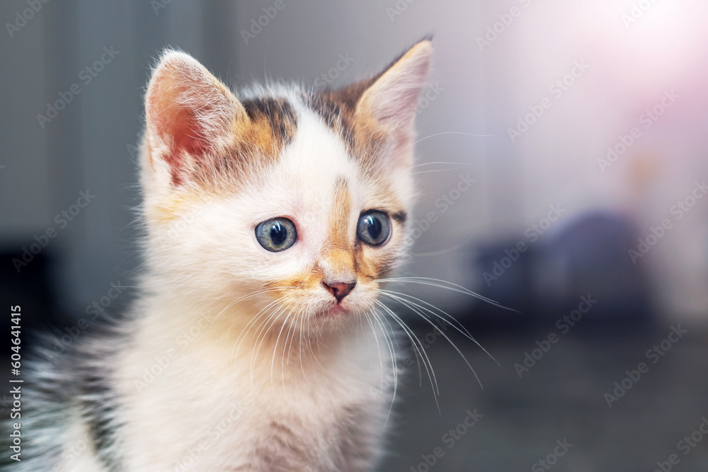Small kitten with a wary look in the room on a blurred background