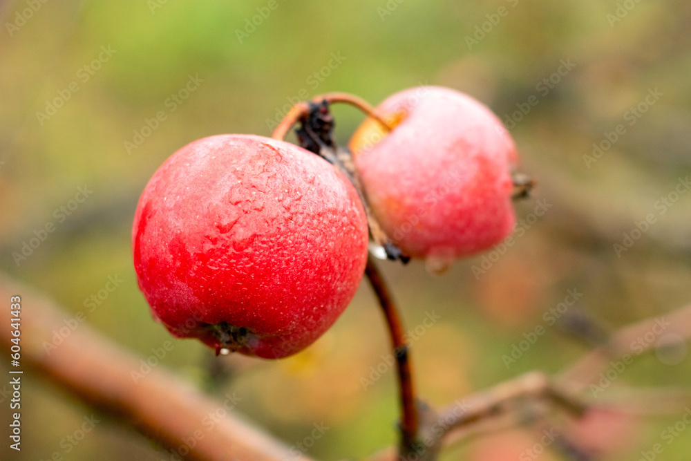 Red ripe apples with raindrops on a tree on a blurred background Red ripe apples with raindrops on a tree on a blurred background