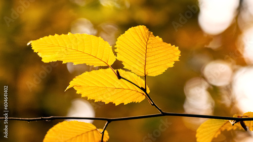 Tree branch with yellow autumn leaves in the forest on a blurred background