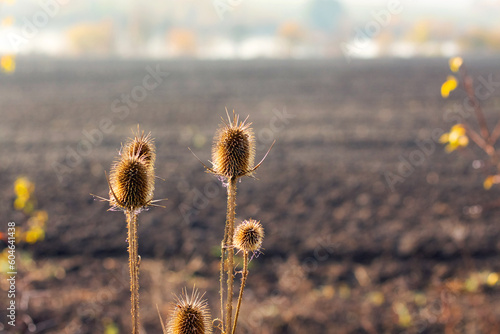 Thickets cobwebbed teasel  (Dipsacus fullonum) against the background of a plowed field in the fall