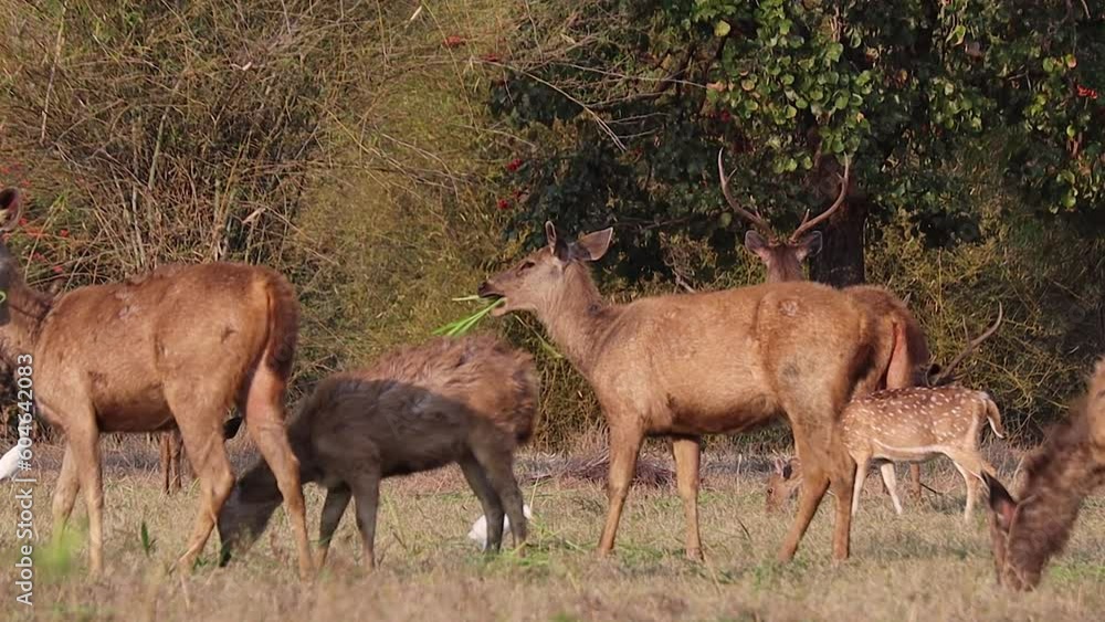 sambar deers munching on grass in forest of India. sambar deers munching on grass in forest of India.
