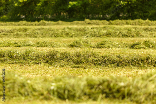 Grass swathes on a field during silage making process in spring, row of mowed grass in processes of agricultural workflows
